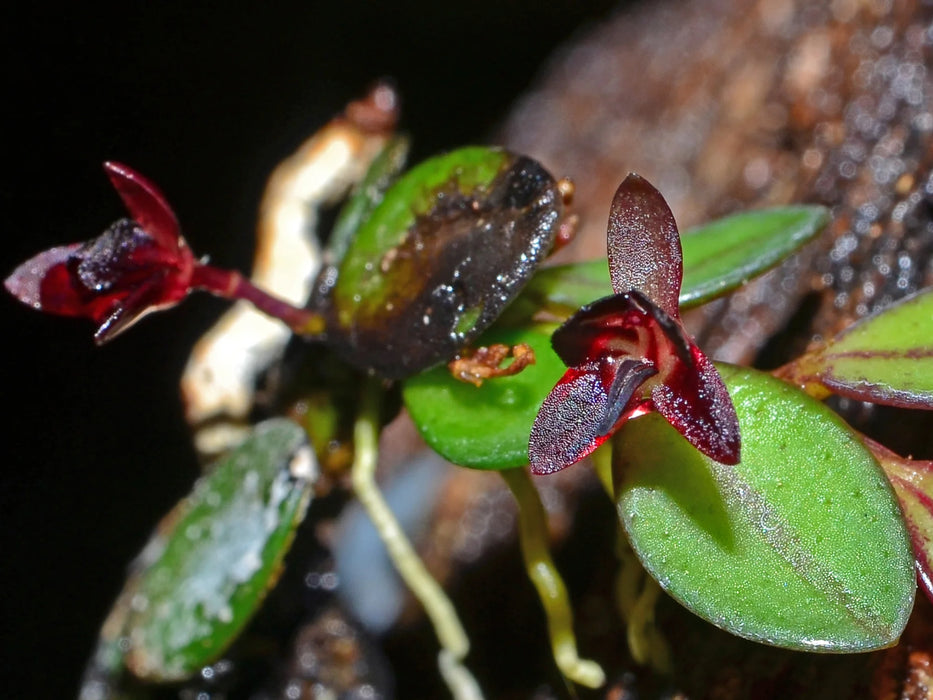 Anathallis nanifolia