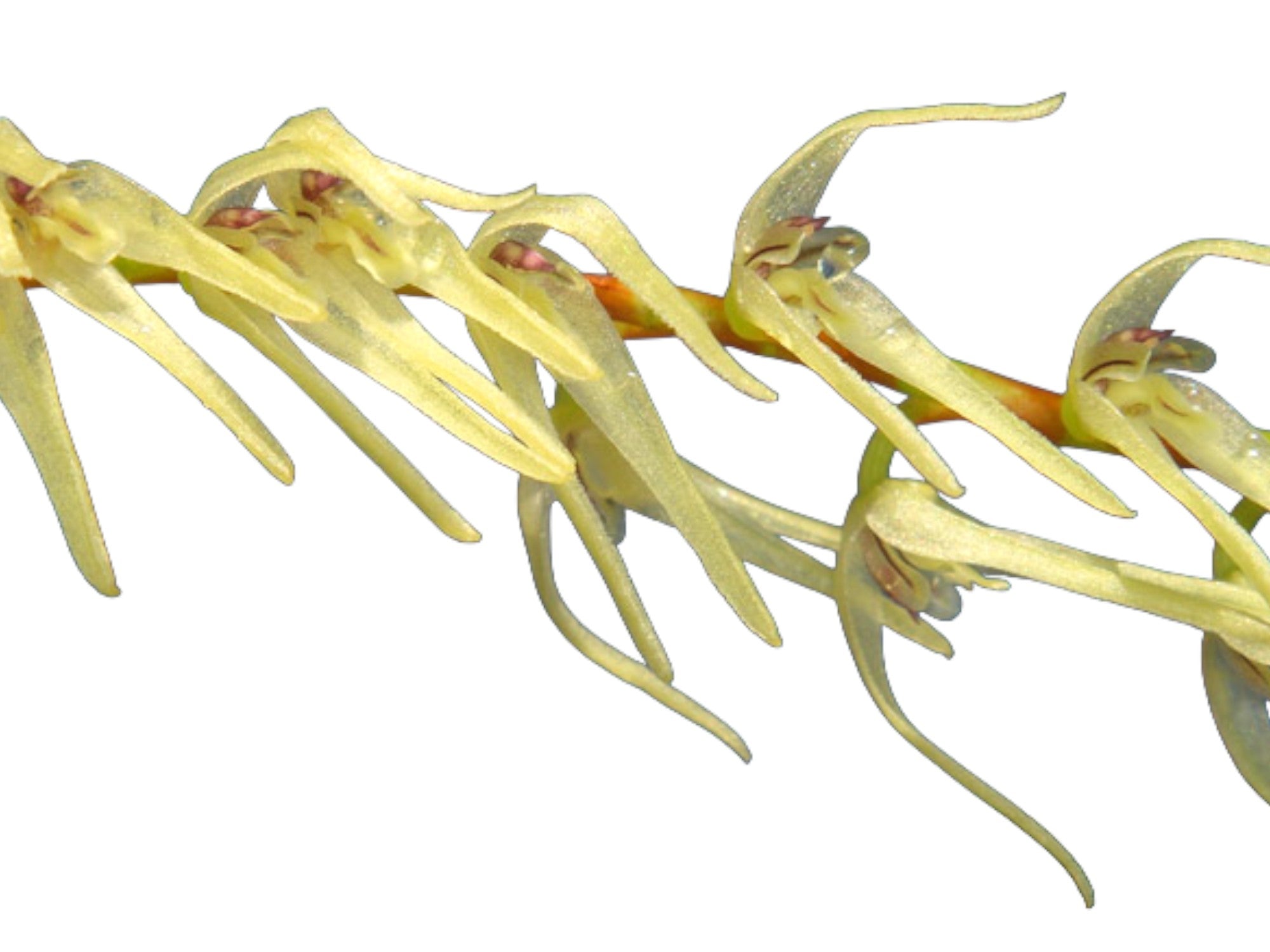 Anathallis regalis