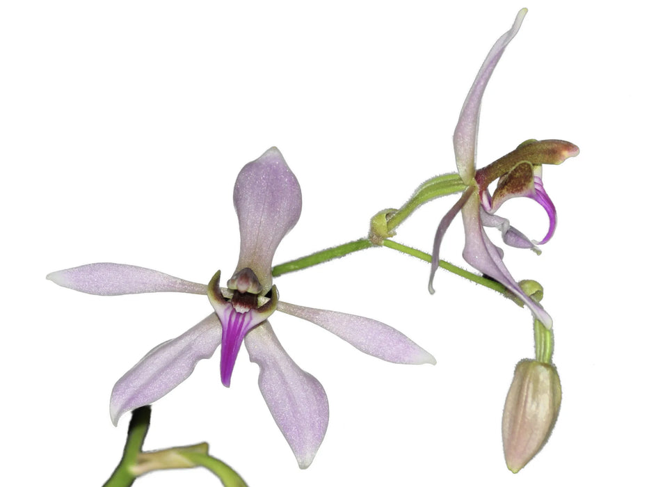 Ancistrochilus rothschildianus