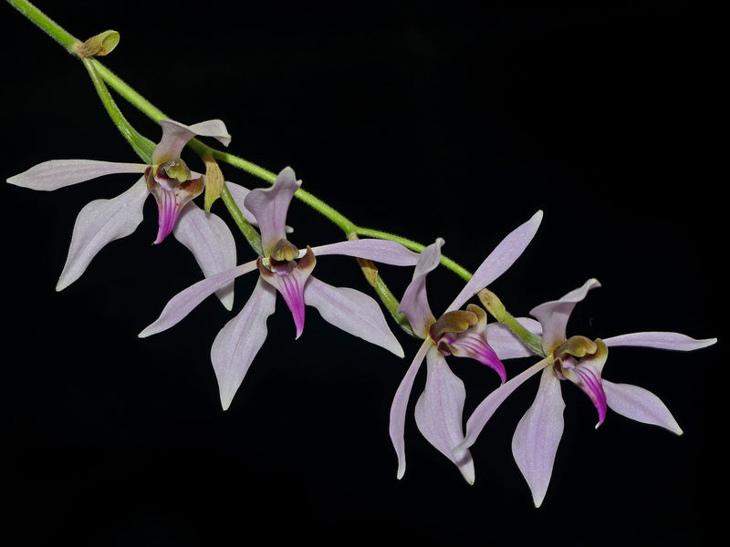 Ancistrochilus rothschildianus