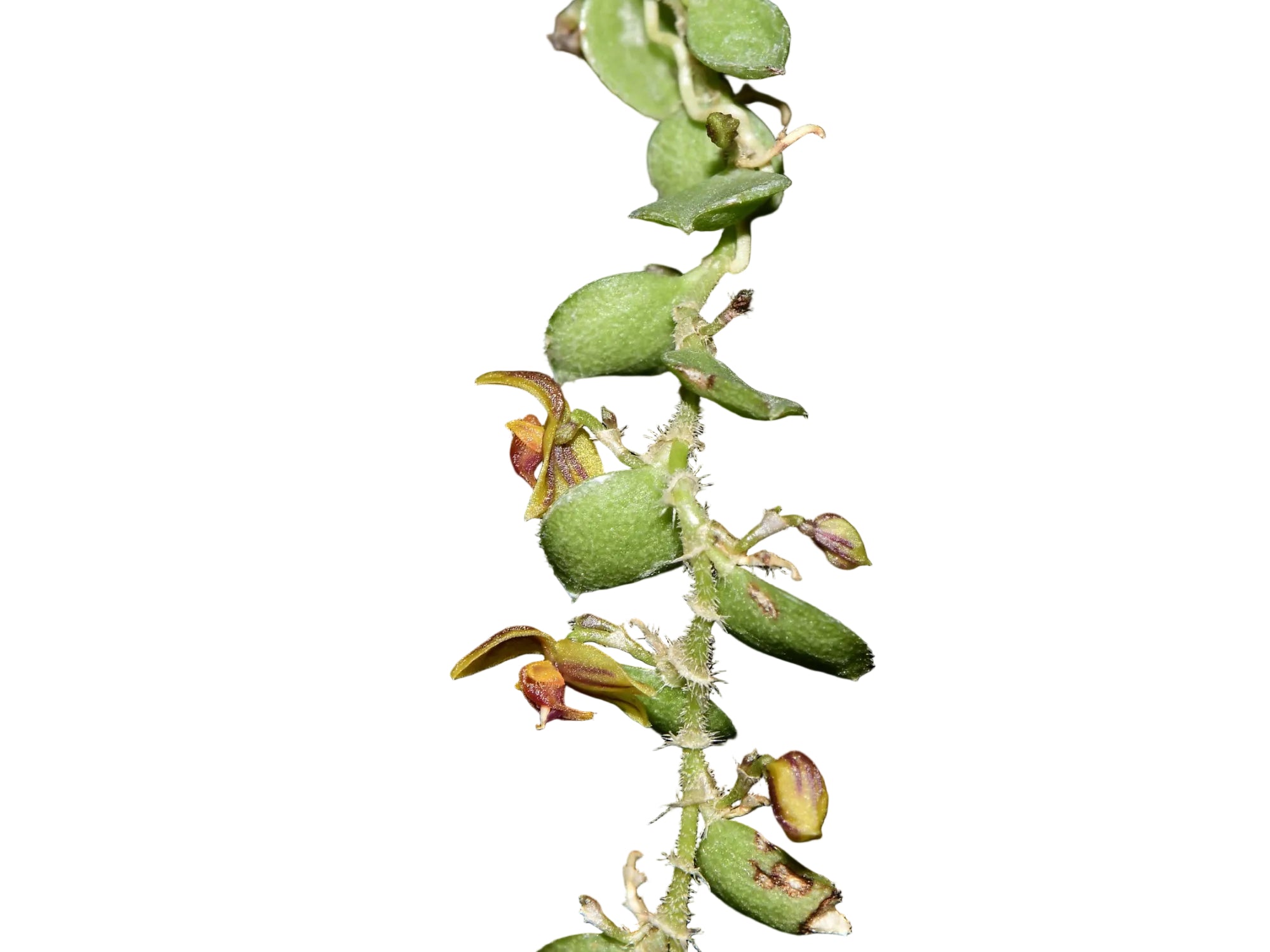 Andinia ciliaris