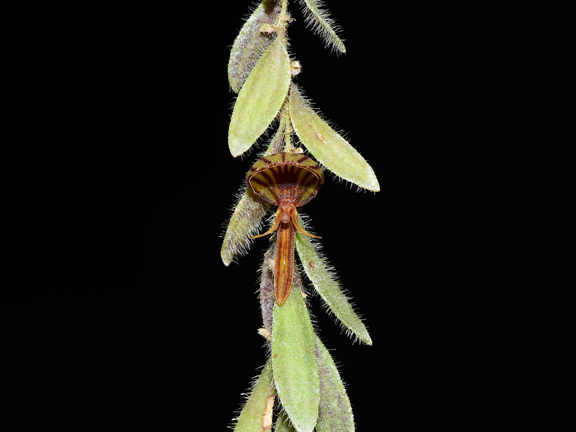 Andinia erepsis