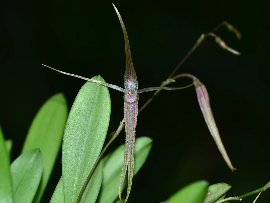 Andinia hirtzii