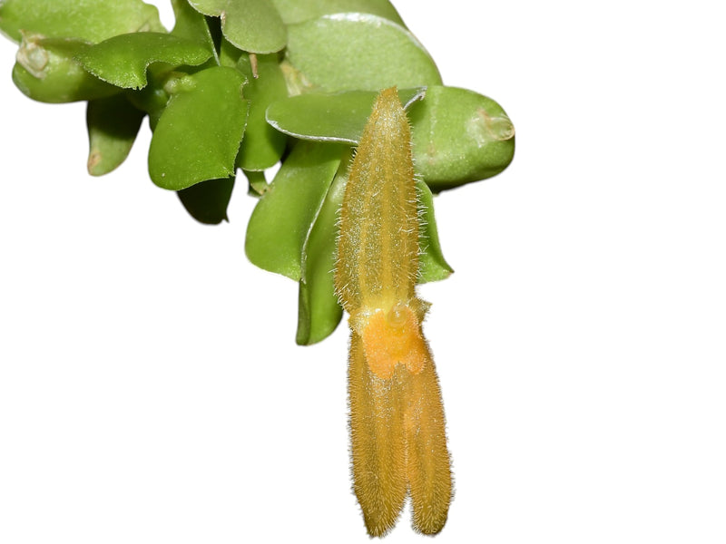 Andinia lappacea orange x yellow