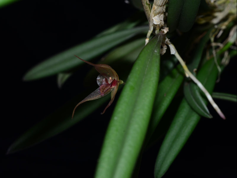 Andinia masdevalliopsis