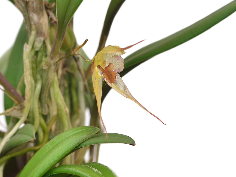 Andinia masdevalliopsis