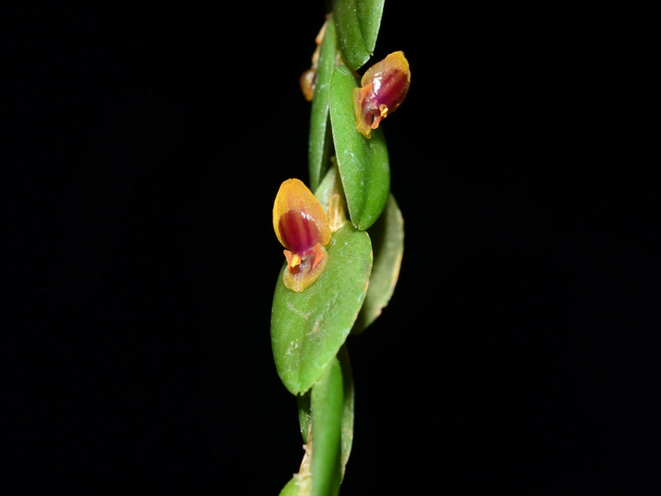 Andinia nummularia