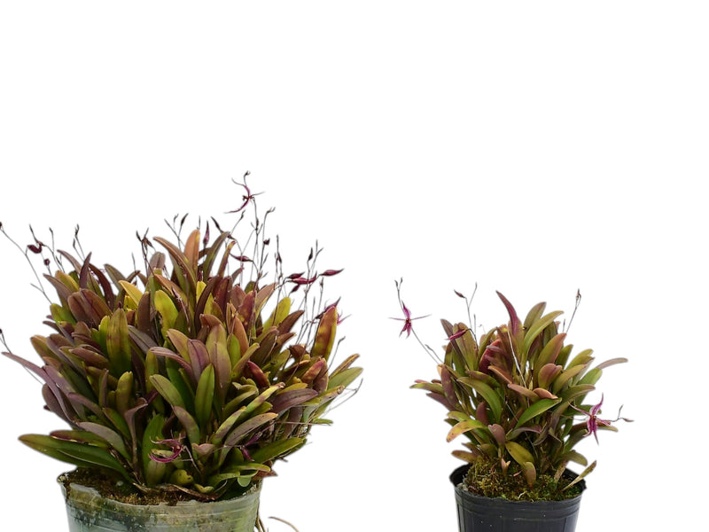 Andinia schizopogon #1 (Big)