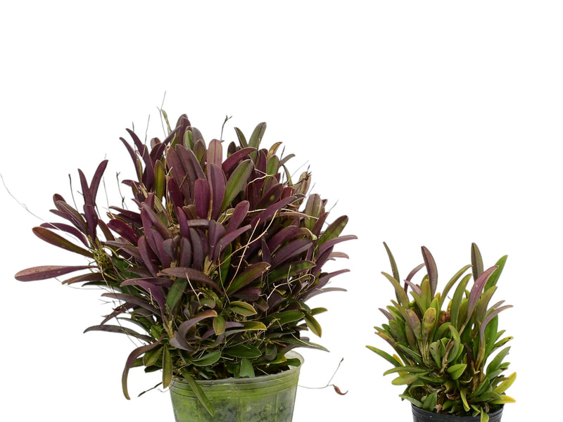 Andinia schizopogon (Big)