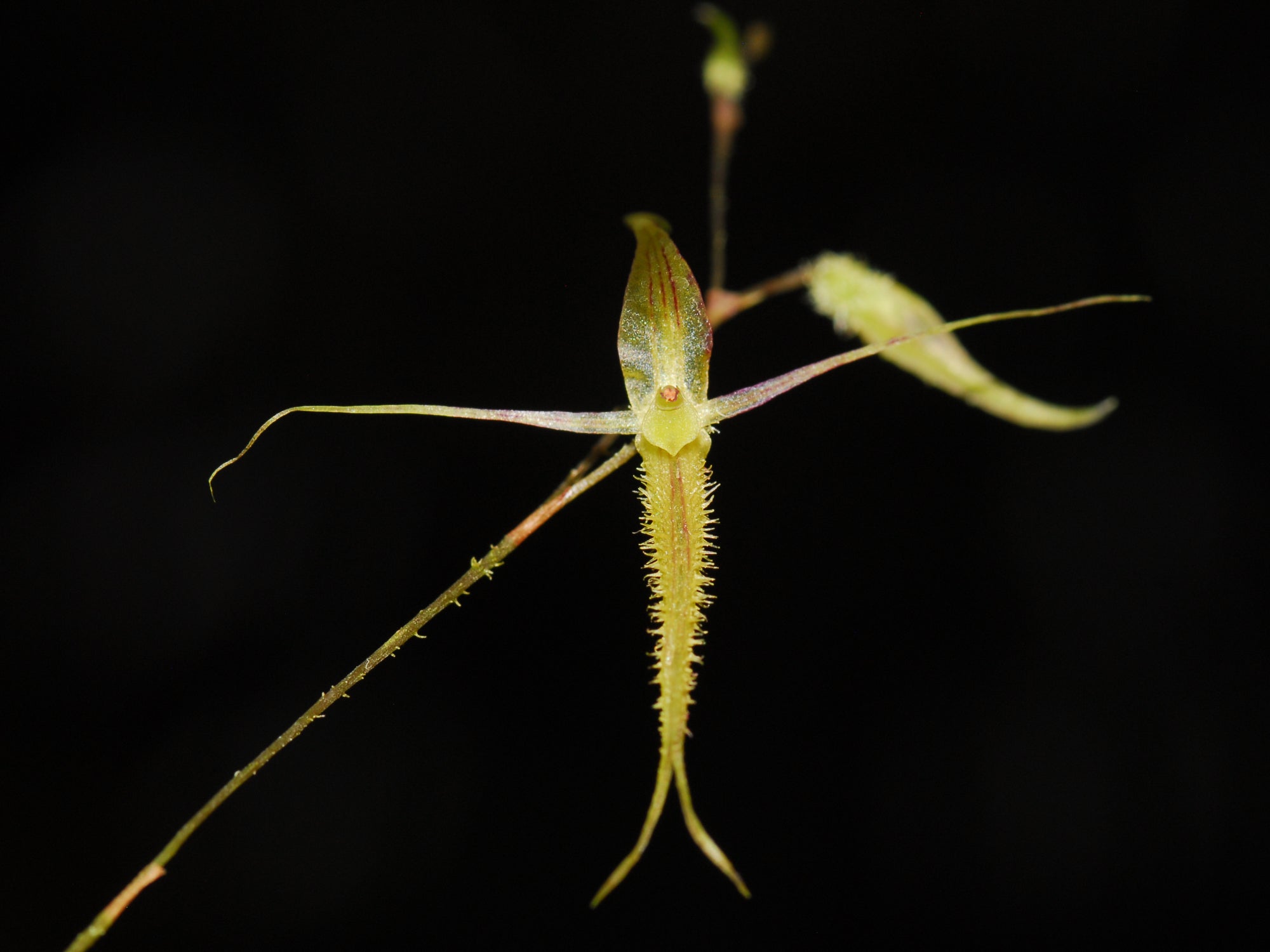 Andinia schizopogon f. albescens