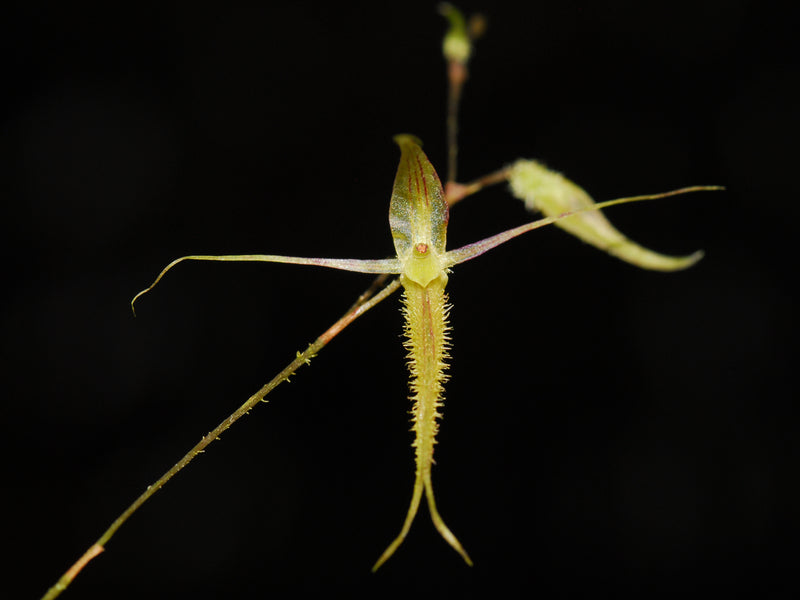 Andinia schizopogon f. albescens