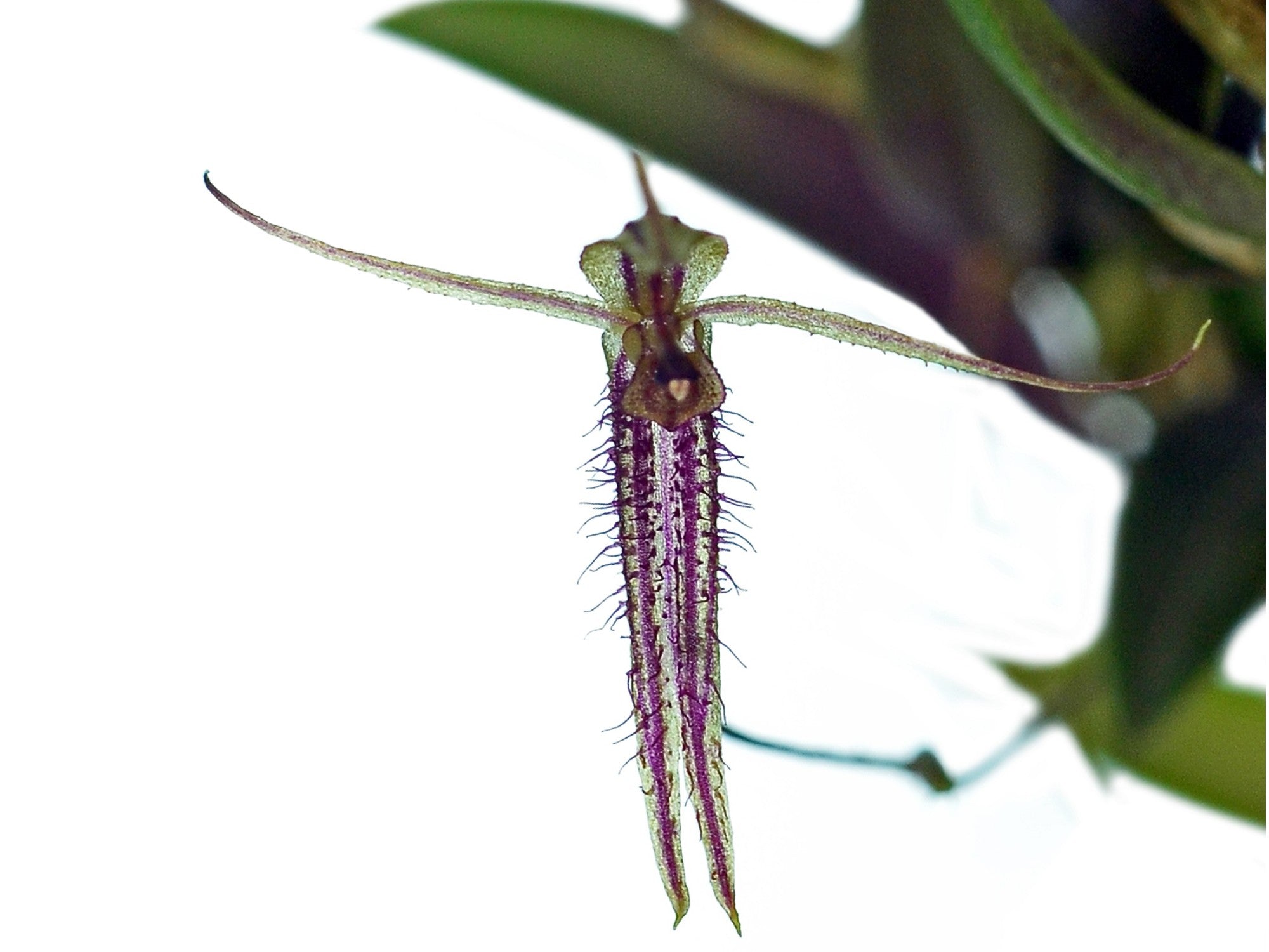 Andinia schizopogon