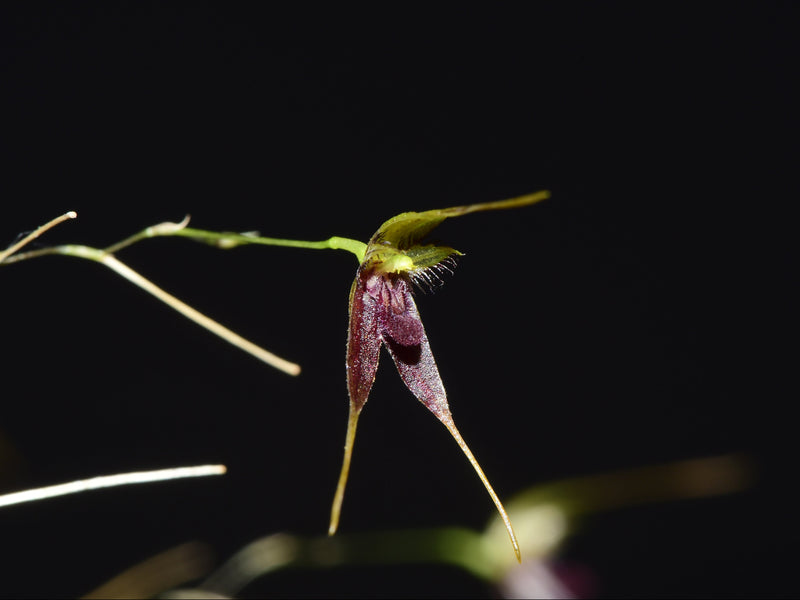 Andreettaea divexa
