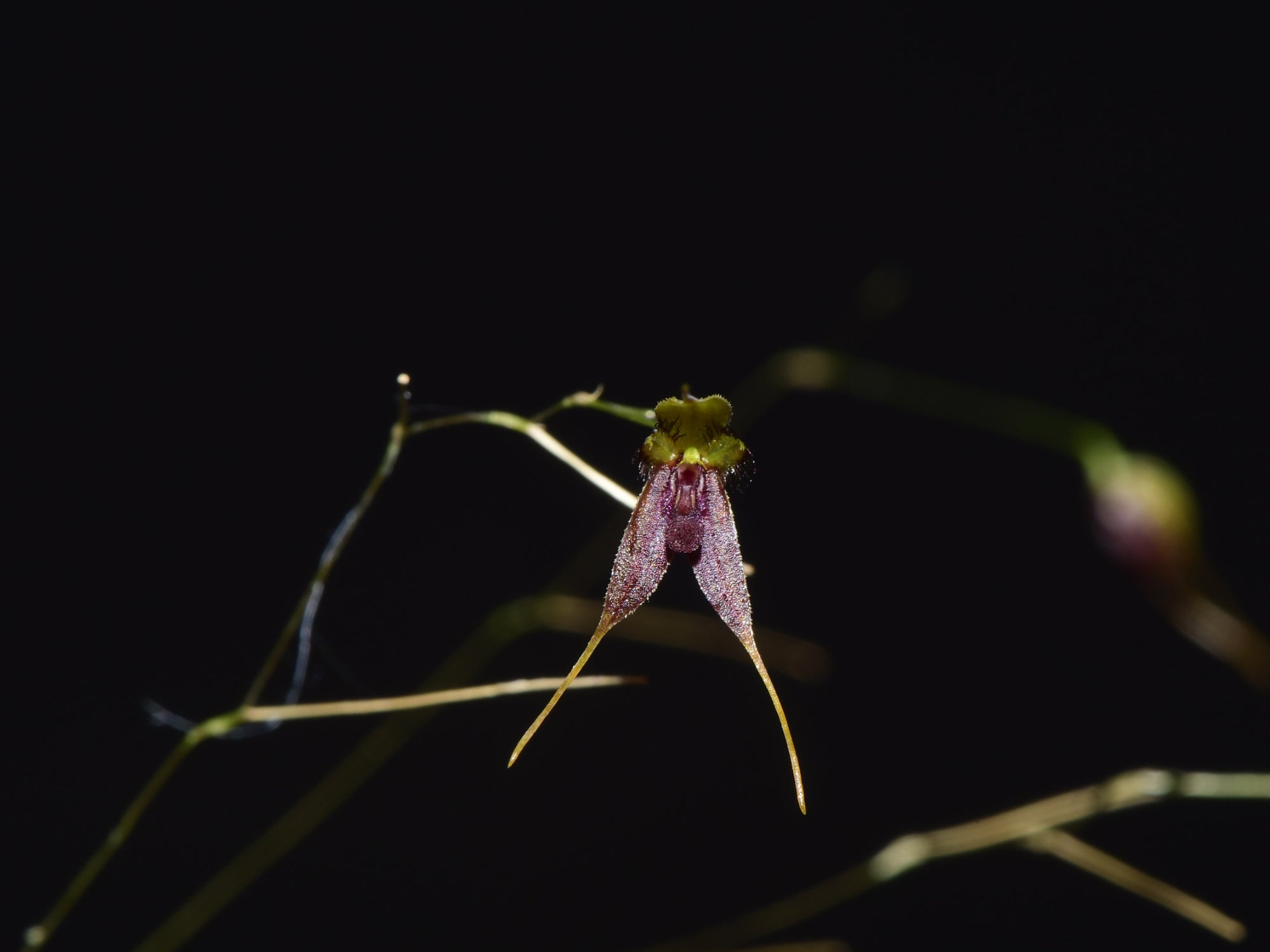 Andreettaea divexa
