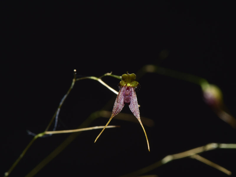 Andreettaea divexa