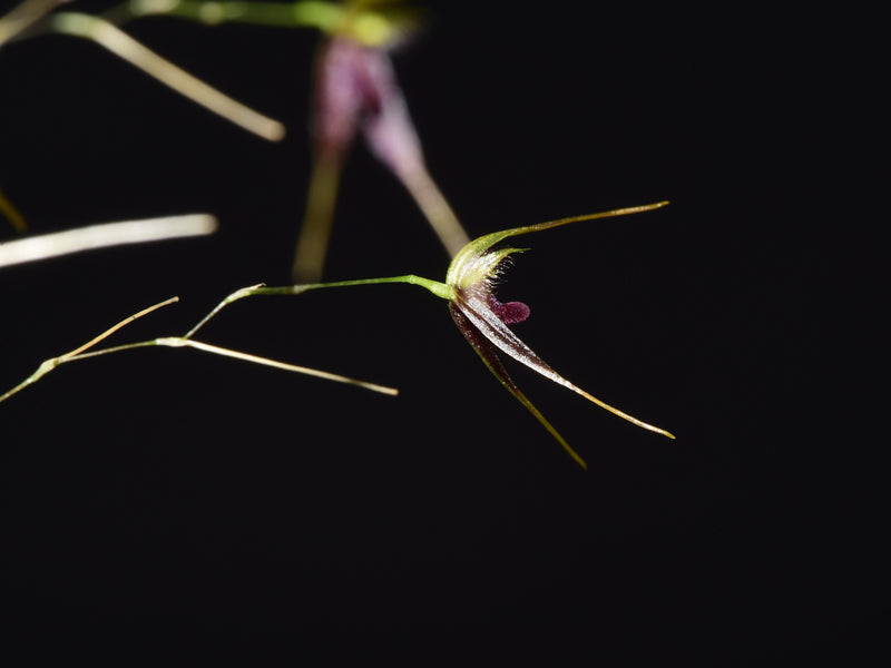 Andreettaea divexa