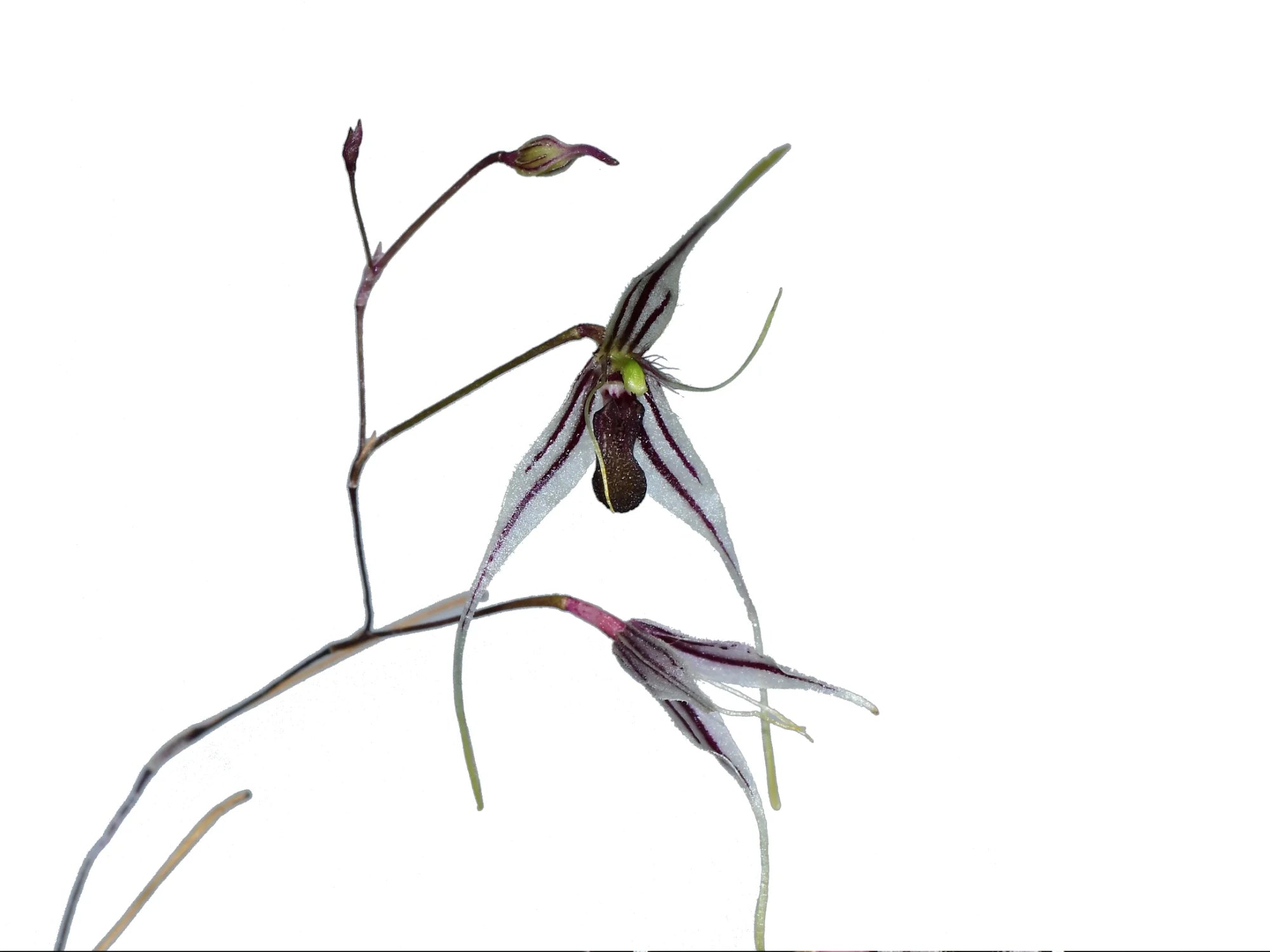 Andreettaea macroblepharis
