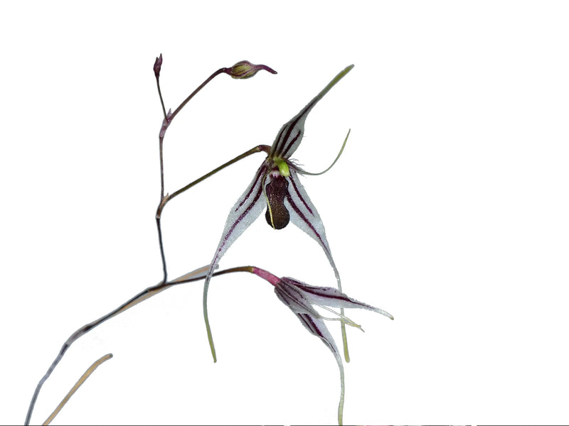 Andreettaea macroblepharis