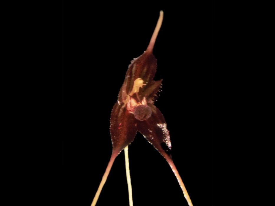 Andreettaea perangusta