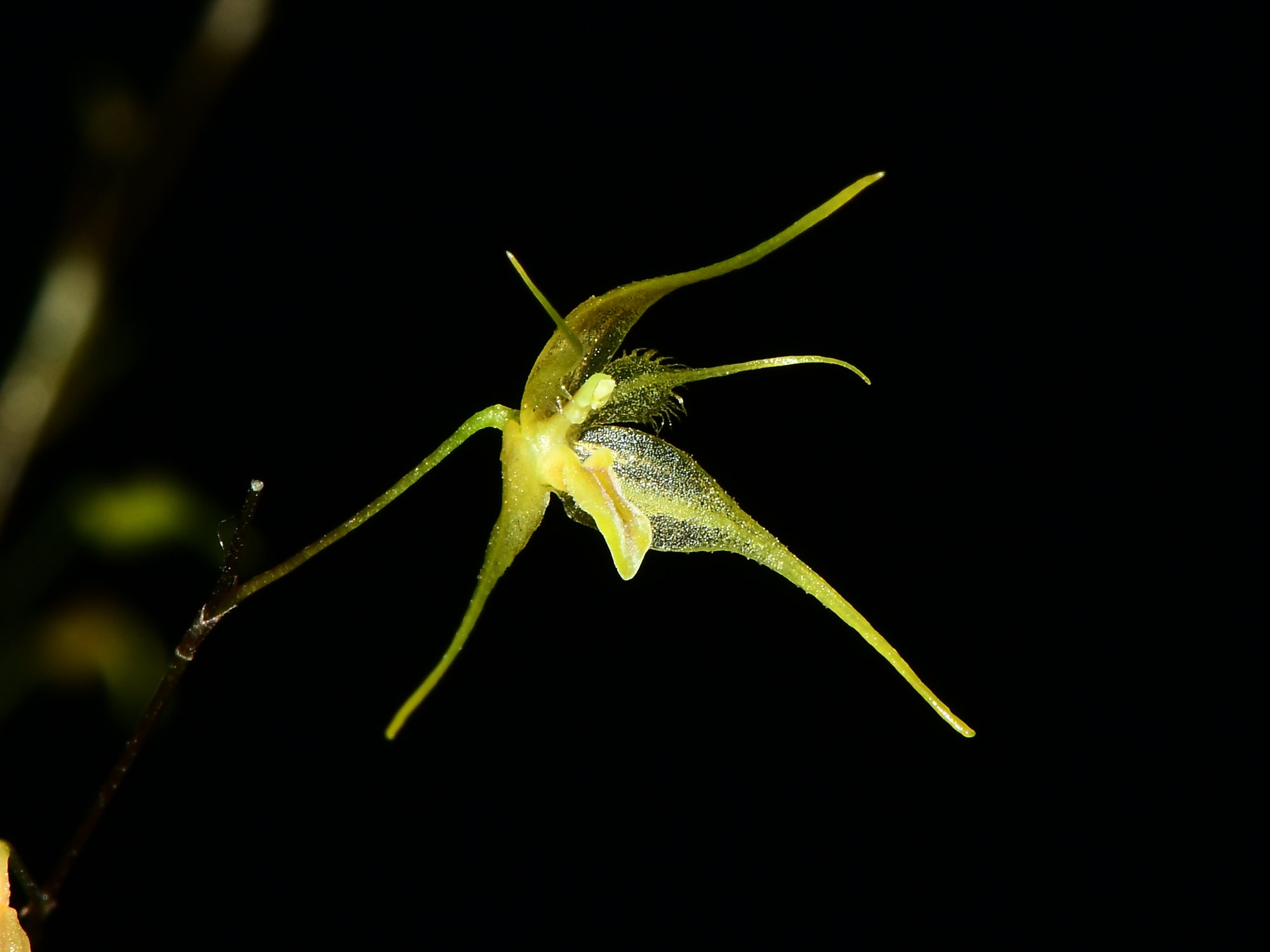 Andreettaea zephyrina