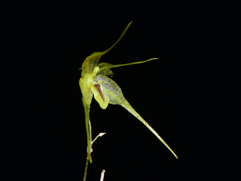 Andreettaea zephryrina