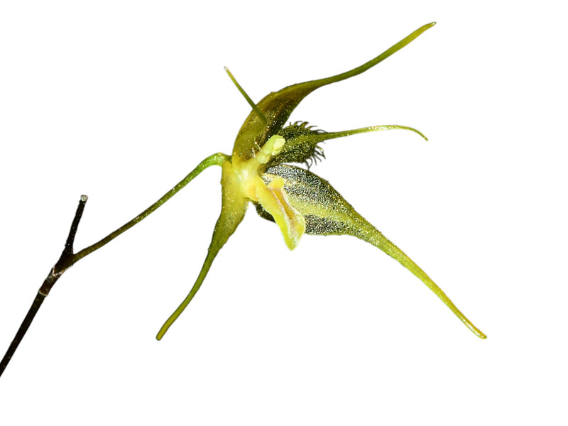 Andreettaea zephyrina f. xanthina