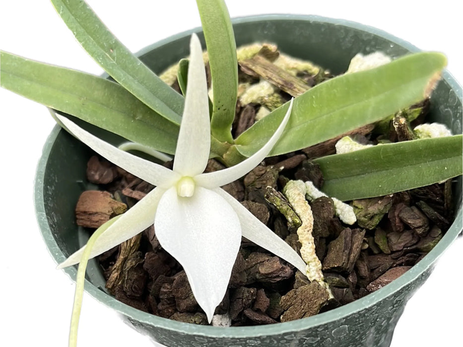 Angraecum Conundrum