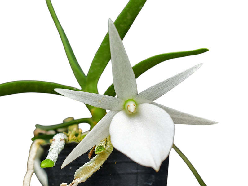 Angraecum Ecuagenera