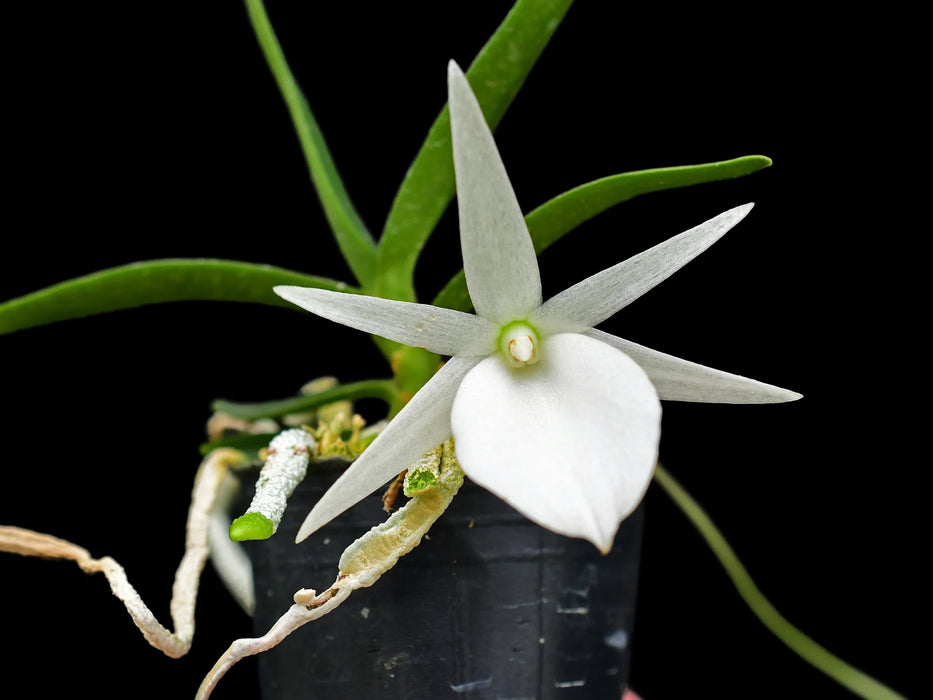 Angraecum Ecuagenera