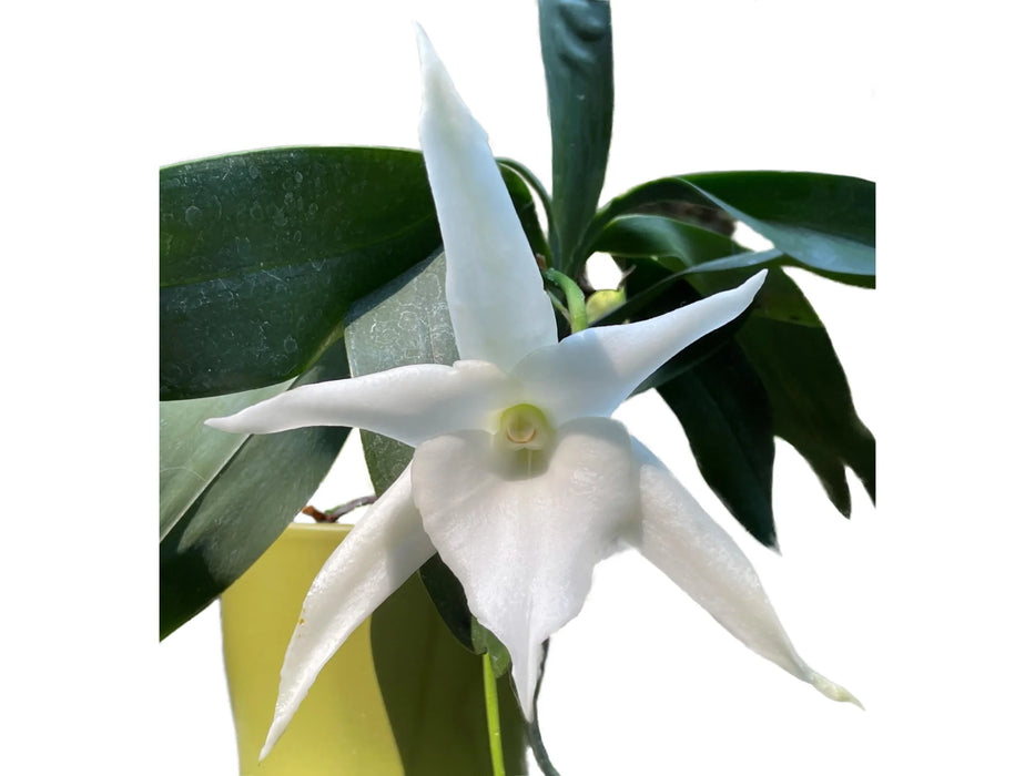 Angraecum Lai's Star