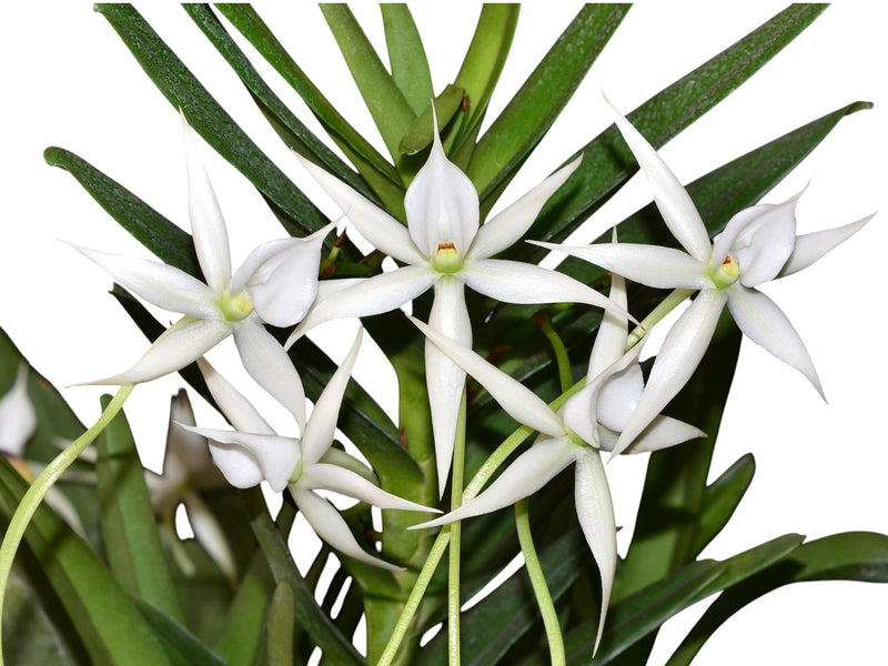 Angraecum Shooting Star