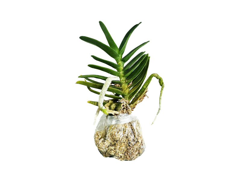 Angraecum didieri