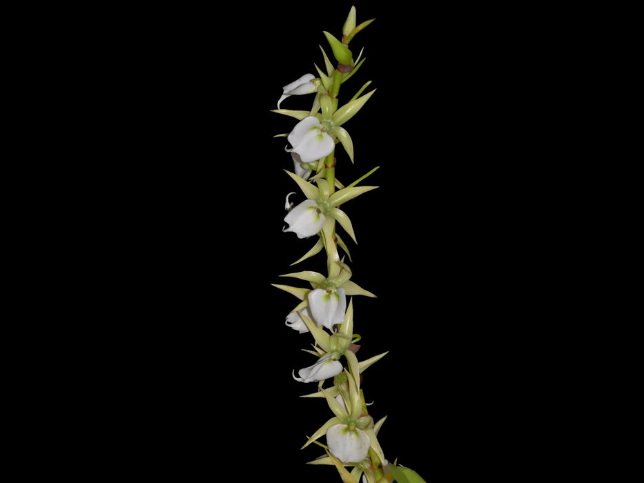 Angraecum eburneum