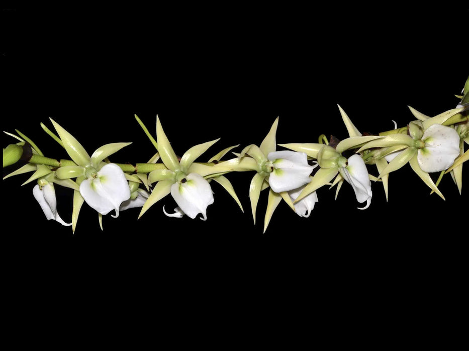 Angraecum eburneum subsp. superbum