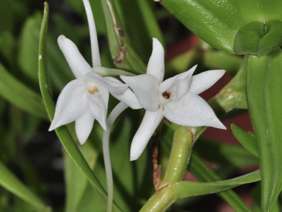 Angraecum florulentum