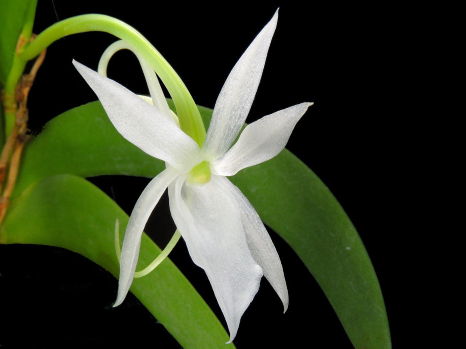 Angraecum leonis