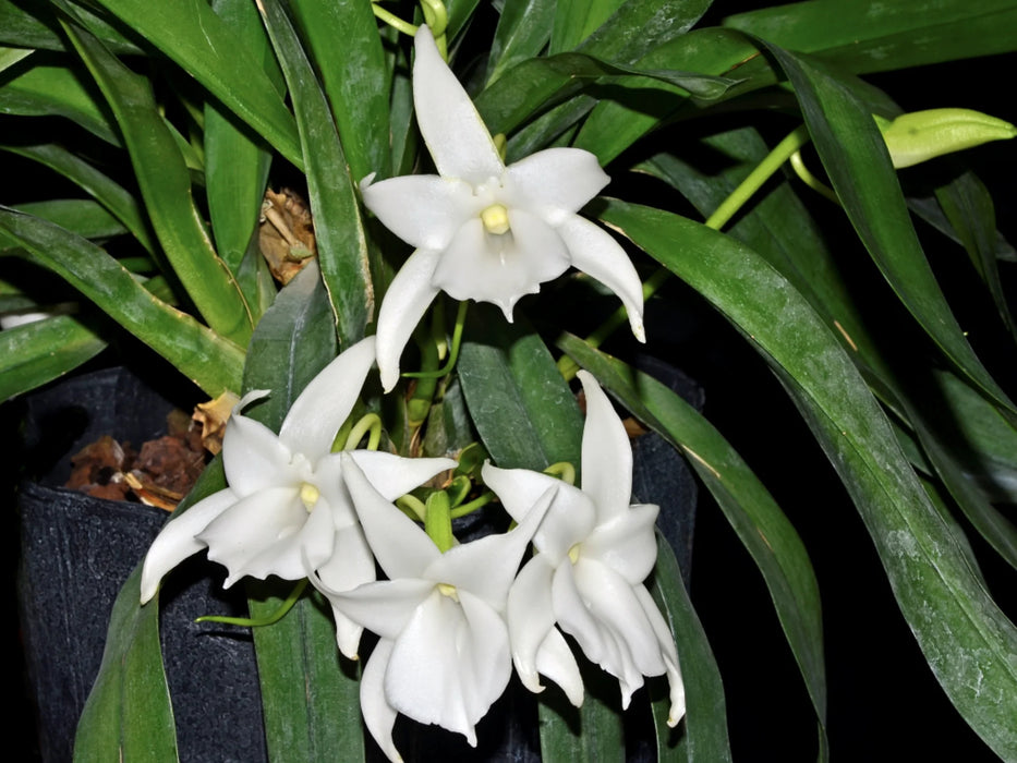 Angraecum magdalenae