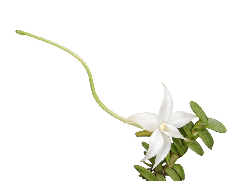 Angraecum oblongifolium