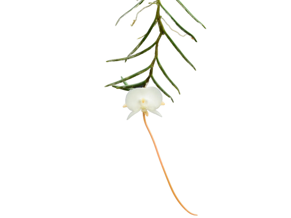 Angraecum pseudofilicornu