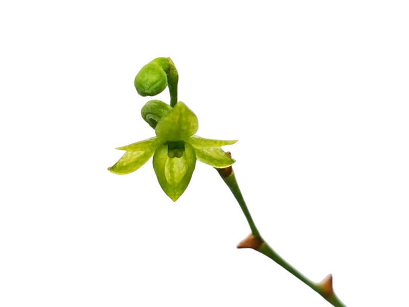 Angraecum sacciferum