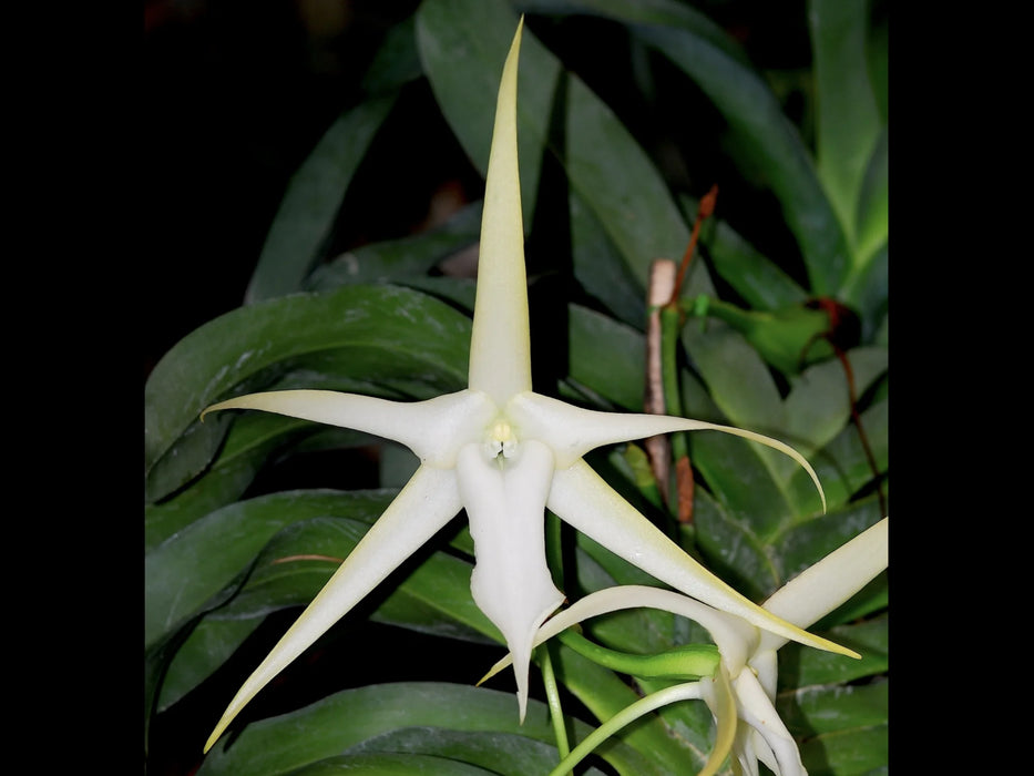 Angraecum sesquipedale