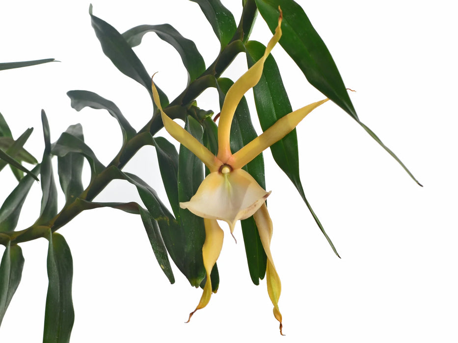 Angraecum viguieri