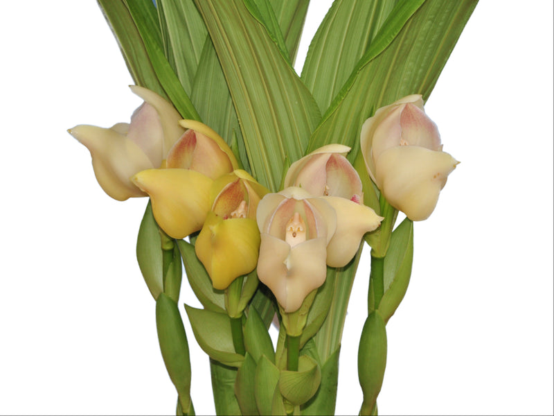 Anguloa uniflora