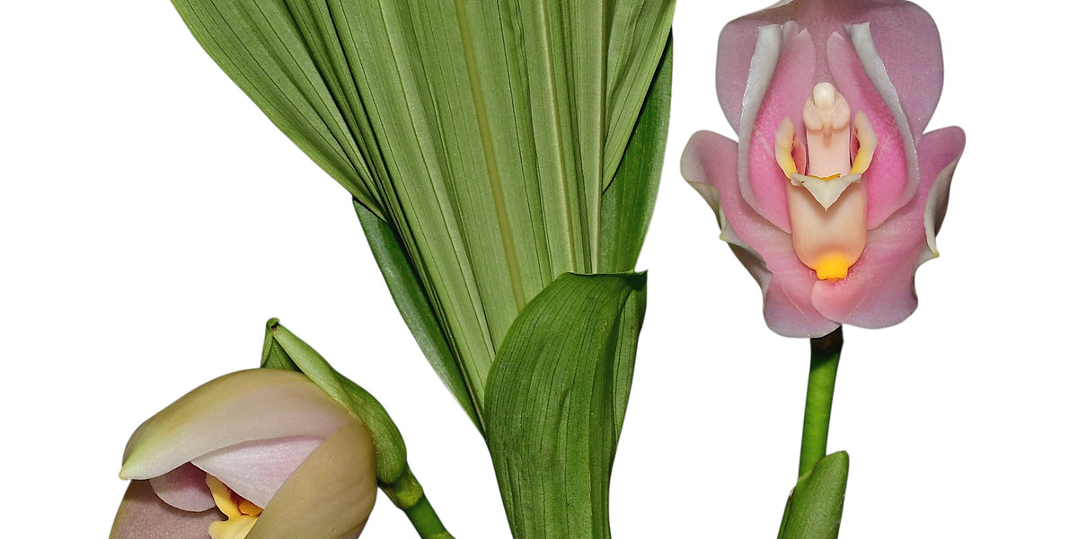 anthurium ivan portilla Angulocaste Ivan Portilla — Ecuagenera Orquídeas del Ecuador