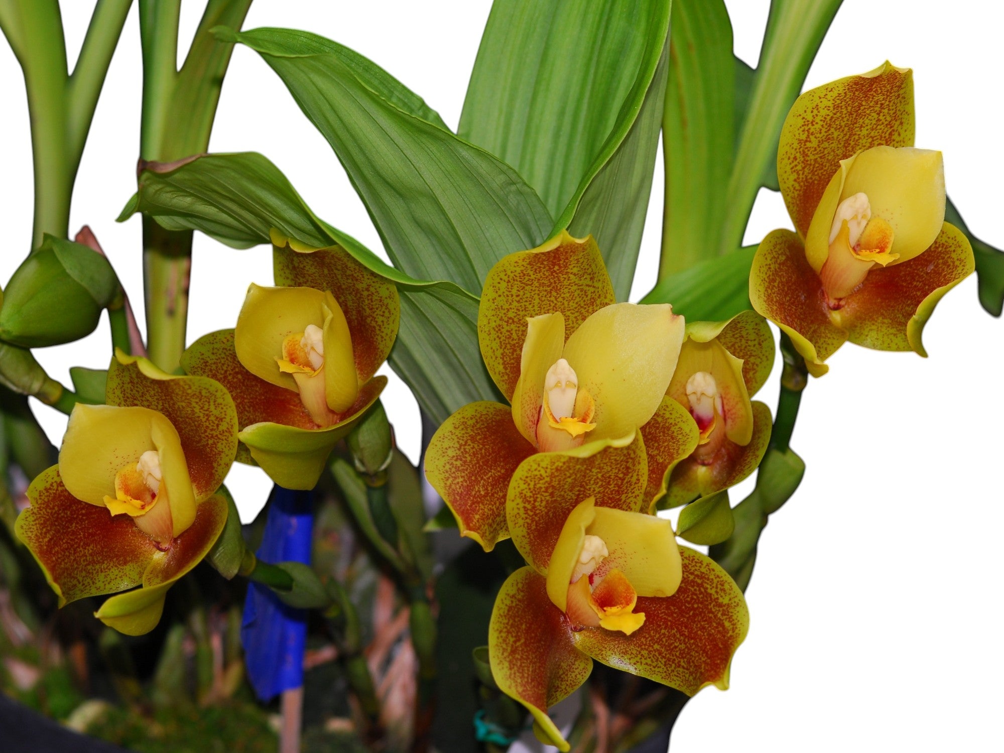 Angulocaste Joiceyi