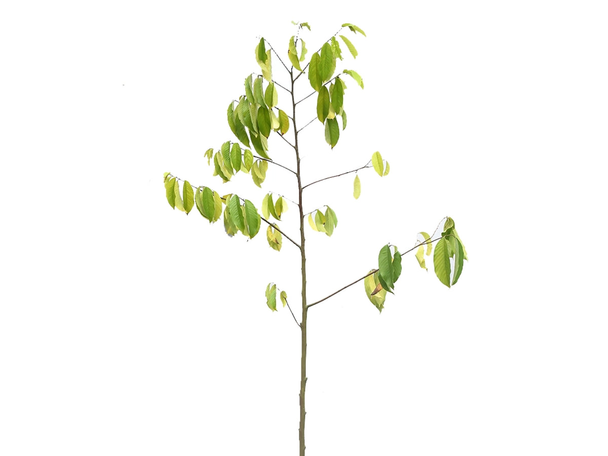 Annona mucosa