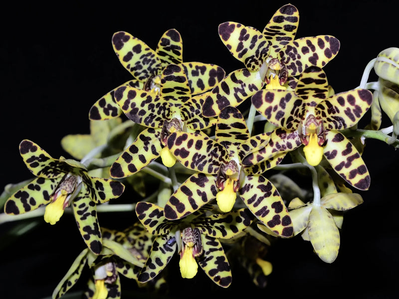 Ansellia africana — Ecuagenera Orquídeas del Ecuador Ansellia africana — Ecuagenera Orquídeas del Ecuador
