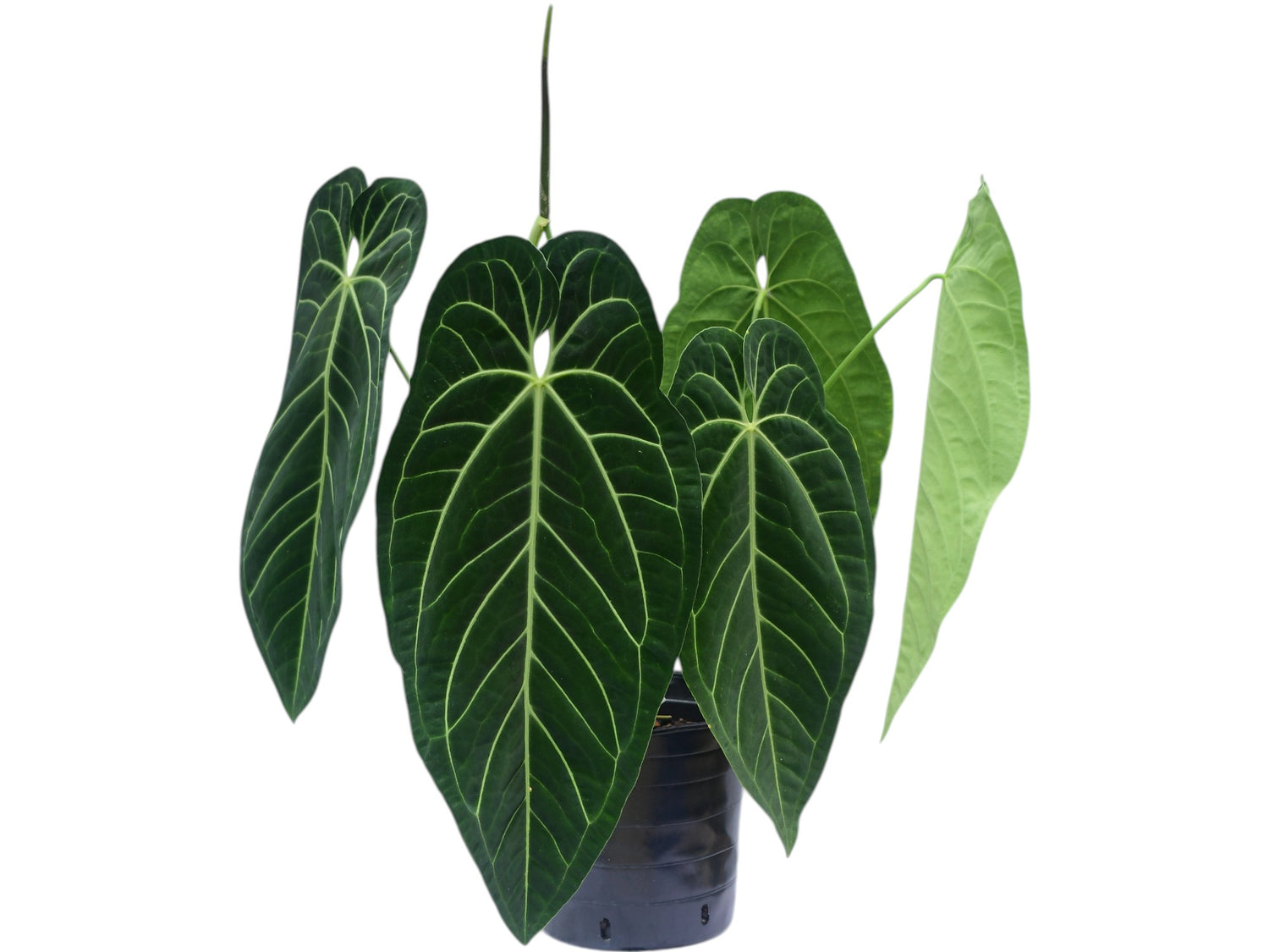 anthurium princess Anthurium Ecuagenera Princess — Ecuagenera Orquídeas del Ecuador
