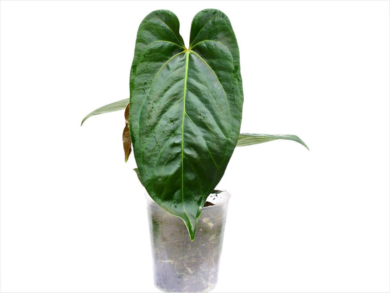 anthurium nega Anthurium Pangui Night