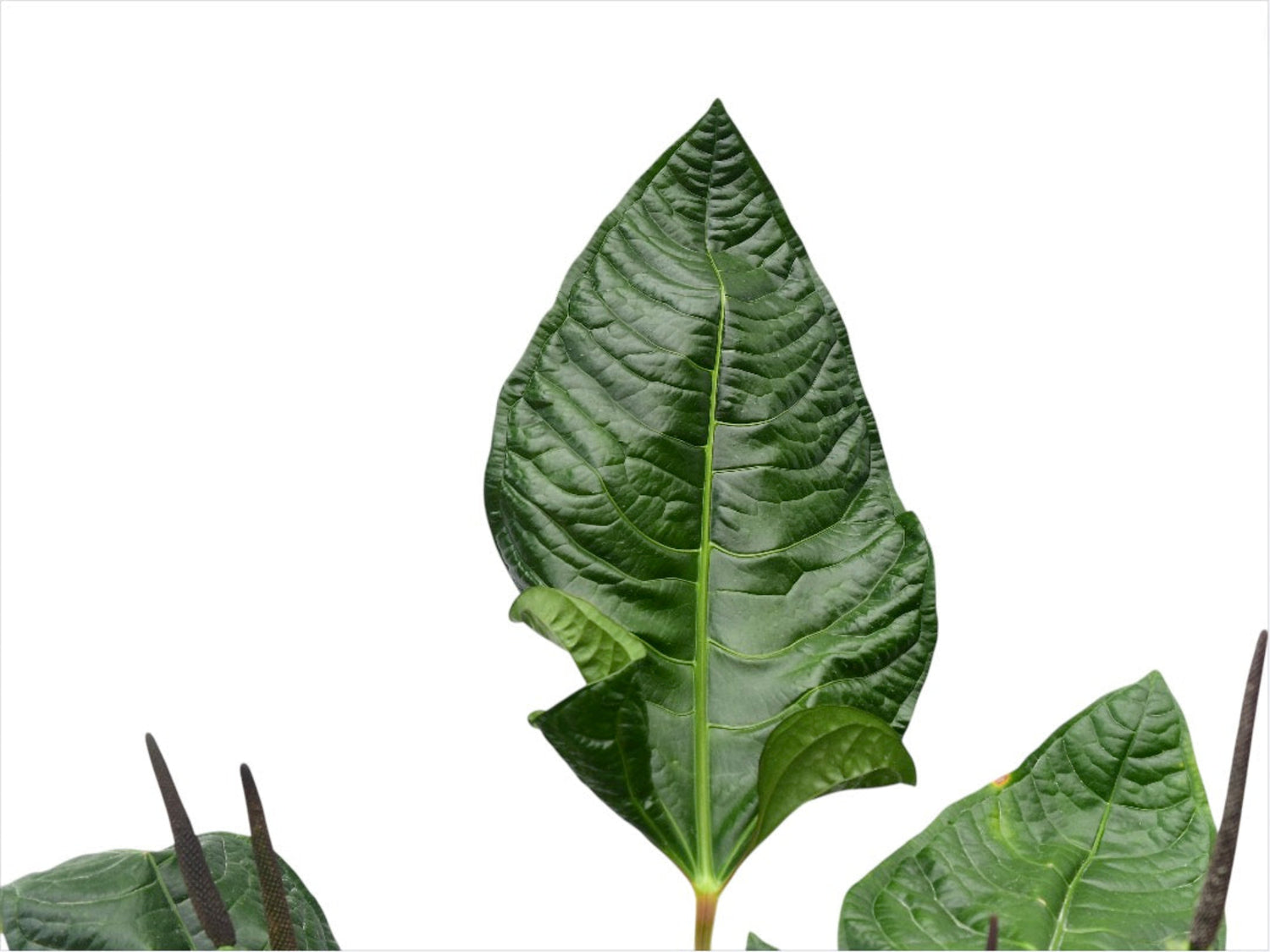 anthurium reflexinervium for sale Anthurium reflexinervium x Anthurium luxurians — Ecuagenera Orquídeas del Ecuador